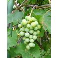 thumbnail image 2 of 50 *Seeds  GREEN (Dessert / Table) GRAPE Vitis Vinifera Fruit Vine Seeds, 2 of 10