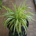 thumbnail image 2 of Brighter Blooms - Spider Plant, 6 Inch - No Shipping to AK, AZ, HI, 2 of 3