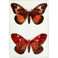 thumbnail image 3 of John Merton Aldrich 18x24 Black Modern Framed Museum Art Print Titled - Moths (1929-1932), 3 of 5