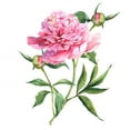 thumbnail image 2 of Pink Peonies Botanical Watercolor Wall Decal by Wallmonkeys Peel and Stick Graphic (24 in H x 20 in W) WM221100, 2 of 4