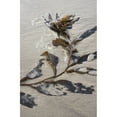 thumbnail image 2 of Giant kelp  washes up on the beach; Cannon Beach  Oregon  United States of America Print, 2 of 2