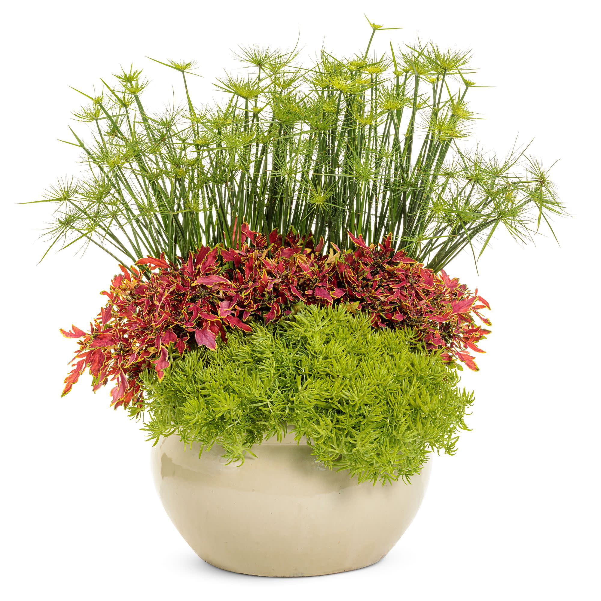 Proven Winners 4" Orange ColorBlaze Mini Me Watermelon Coleus Live Plant in 4.25" Pot (4 Count)