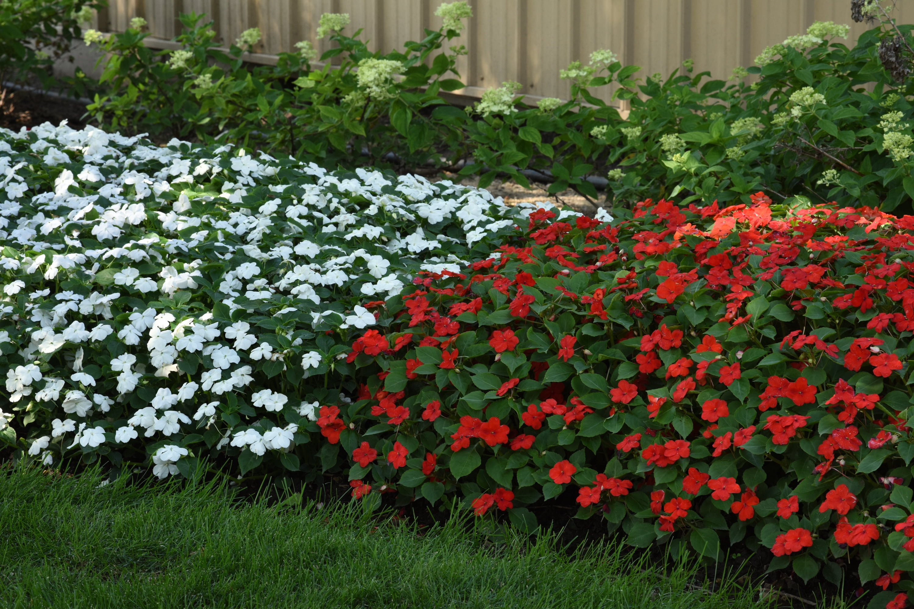Expert Gardener 1.5 Gallon New Guinea Impatiens Live Annual Plant, Partial Sun, Various Colors