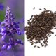 thumbnail image 4 of Crea una impresionante decoración de jardín violeta con plantas de lavanda inglesa 400 semillas de lavanda orgánica, 4 of 7