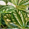 thumbnail image 6 of Pilea Watermelon Plant, Aluminum Plant, 4in Pot, Indoor Accent Plant, 6 of 6