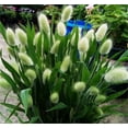 thumbnail image 3 of zellajake Rare Flower Seeds Lagurus Ovatus Ornamental Grass Bunny Tails Annual 100 Seeds, 3 of 5
