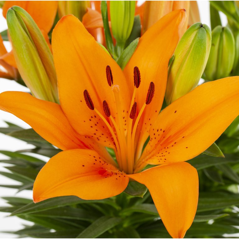 Expert Gardener 2.5QT Multicolor Asiatic Lily Live Plants with Grower Pot -  Walmart.com