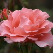 Heirloom Roses Pink Rose Plant - Paris de Yves St. Laurent ™ Hybrid Tea Rose Plant