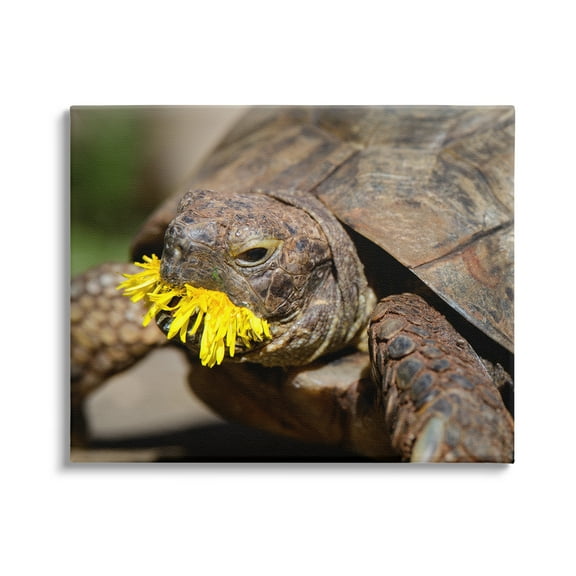 Stupell Industries Turtle Eating Dandelion Animals & Insects Photography Gallery Wrapped Canvas Art Print Wall Art, 20 x 16