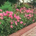 thumbnail image 4 of Direct Gardening Pink Flowering Freedom Shrub Rose Plant, 4 of 6