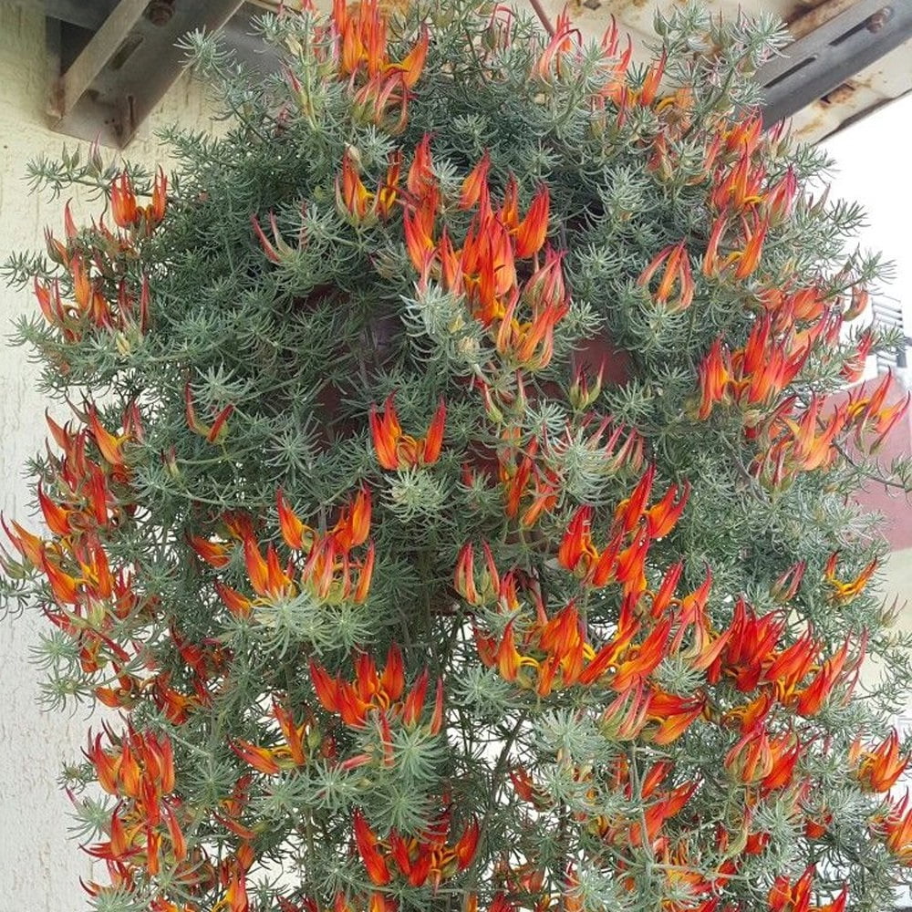 Lotus Vine Parrot's Beak Plant Great in Hanging Baskets