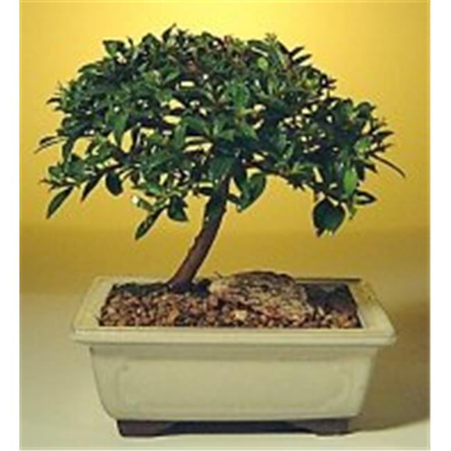 Flowering Brush Cherry Bonsai Tree Eugenia Myrtifolia Small
