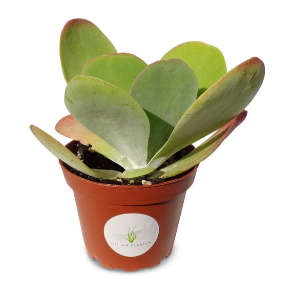 Kalanchoe Flapjacks Succulents Kalanchoe Thrysiflora, 4" Pot