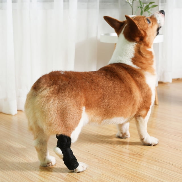 Soporte Para Pierna Trasera De Perro, Soporte Elástico Para Corvejón Trasero Canino, Tela De Neopreno Compuesta, Evita Lamer, Correa De Fijación Para Lesiones