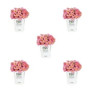 Proven Winners 1.5PT Pink Calibrachoa Live Annual Plant Sun 5-Pack