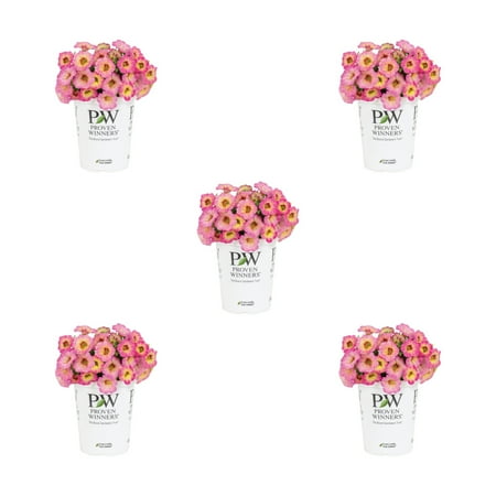 Proven Winners 1.5PT Pink Calibrachoa Live Annual Plant Sun 5-Pack