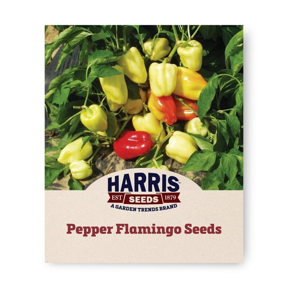 Harris Seeds Flamingo F1 Sweet Pepper, Treated Hybrid Pepper with Ivory to Red Fruit, 50 Count