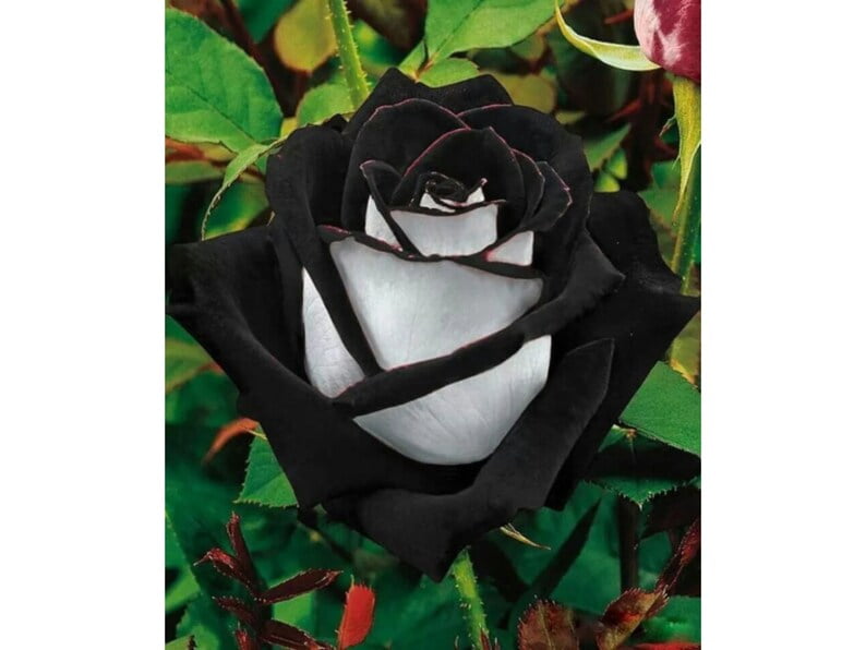 30 Seeds Black Heart White Rose Perennial Non- Mix for Garden Planting