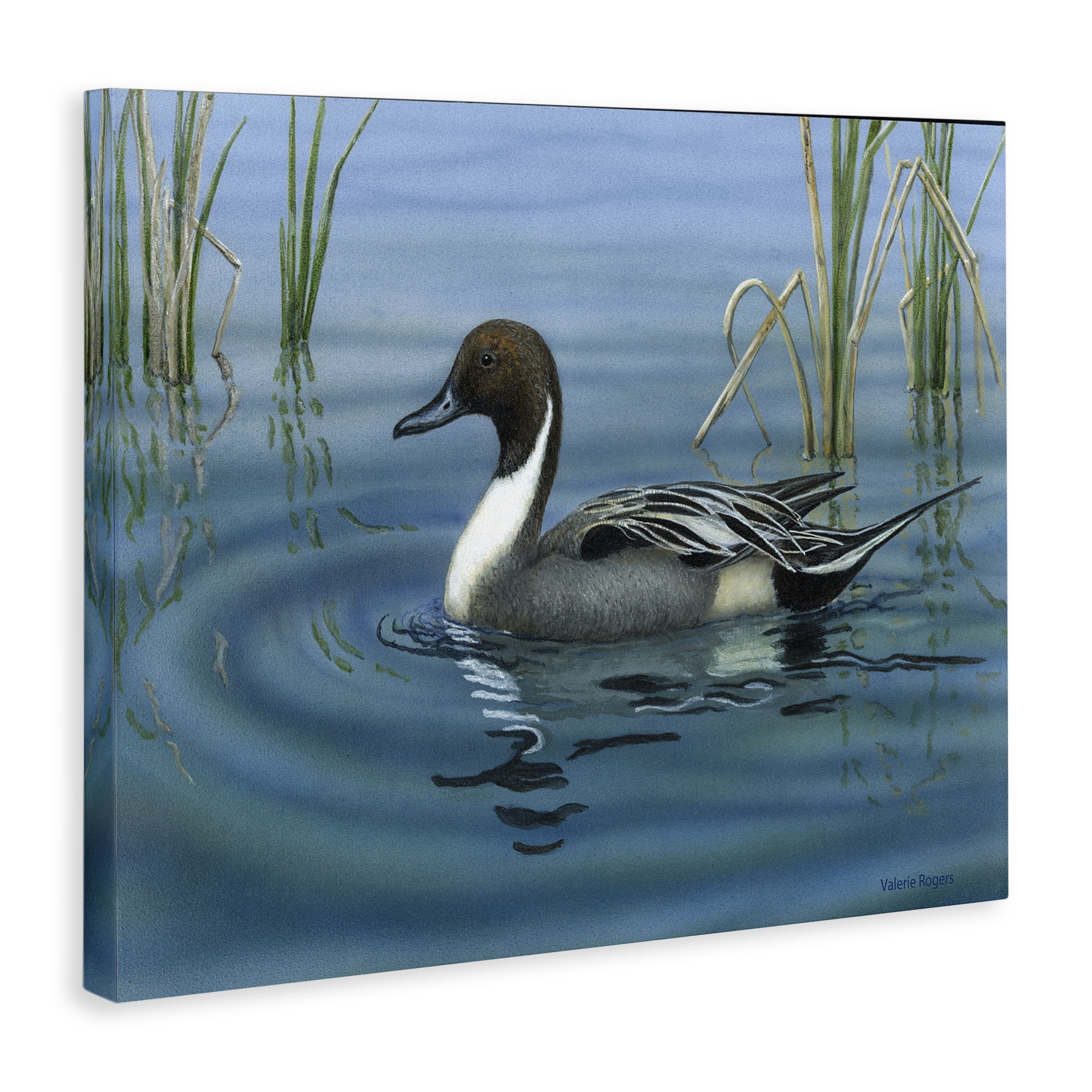 Stupell Industries Pintail Loon in Pond Animals Painting Wrapped Canvas Art Print Wall Art, 20 x 16