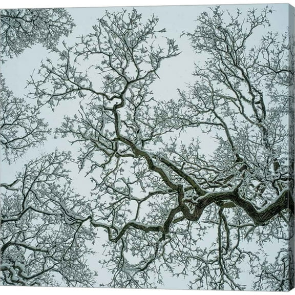 Great Art Now Winter Trees by Andre Eichman, Canvas Wall Art, 24W x 24H