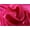 Fuchsia, variant on Organza Crystal Fabric CORAL / 45" Wide / Sold by the yard