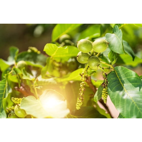 Jupiter's Acorn Tree Seeds for Planting - 2 Seeds