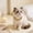 S, variant on WLAGOOD Bling Crystal Rhinestone Pet Decorative Necklace 11-15in Adjustable Stone Pet Jewelry Cute Accessory for Dogs Cats Wedding Parties Holiday Photoshoots & Pet Gifts
