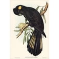 thumbnail image 2 of Gould, John 13x18 Black Modern Framed Museum Art Print Titled - Funereal Cockatoo-Calyptorhynchus funereus, 2 of 4