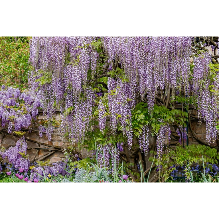 5 Seeds JAPANESE WISTERIA Floribunda, Purple Spring Outdoor