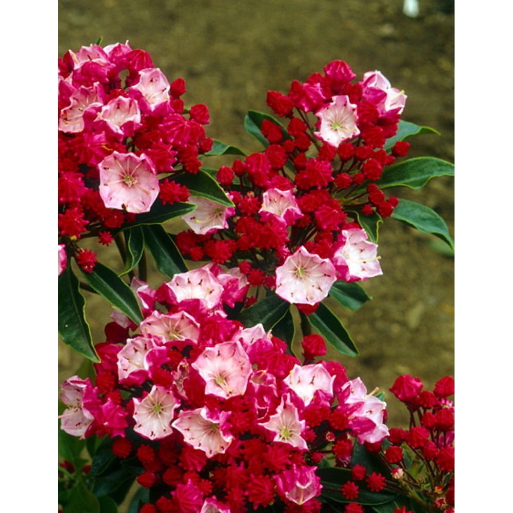 Little Linda Dwarf Mountain Laurel - Kalmia - Very Hardy - 2.5" Pot