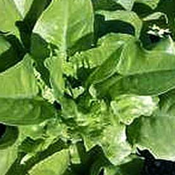 Organic Amish Deer Tongue Lettuce - 500 mg ~300 Seeds - Organic, Heirloom, Open Pollinated, Non-GMO, Farm & Vegetable Gardening Seeds