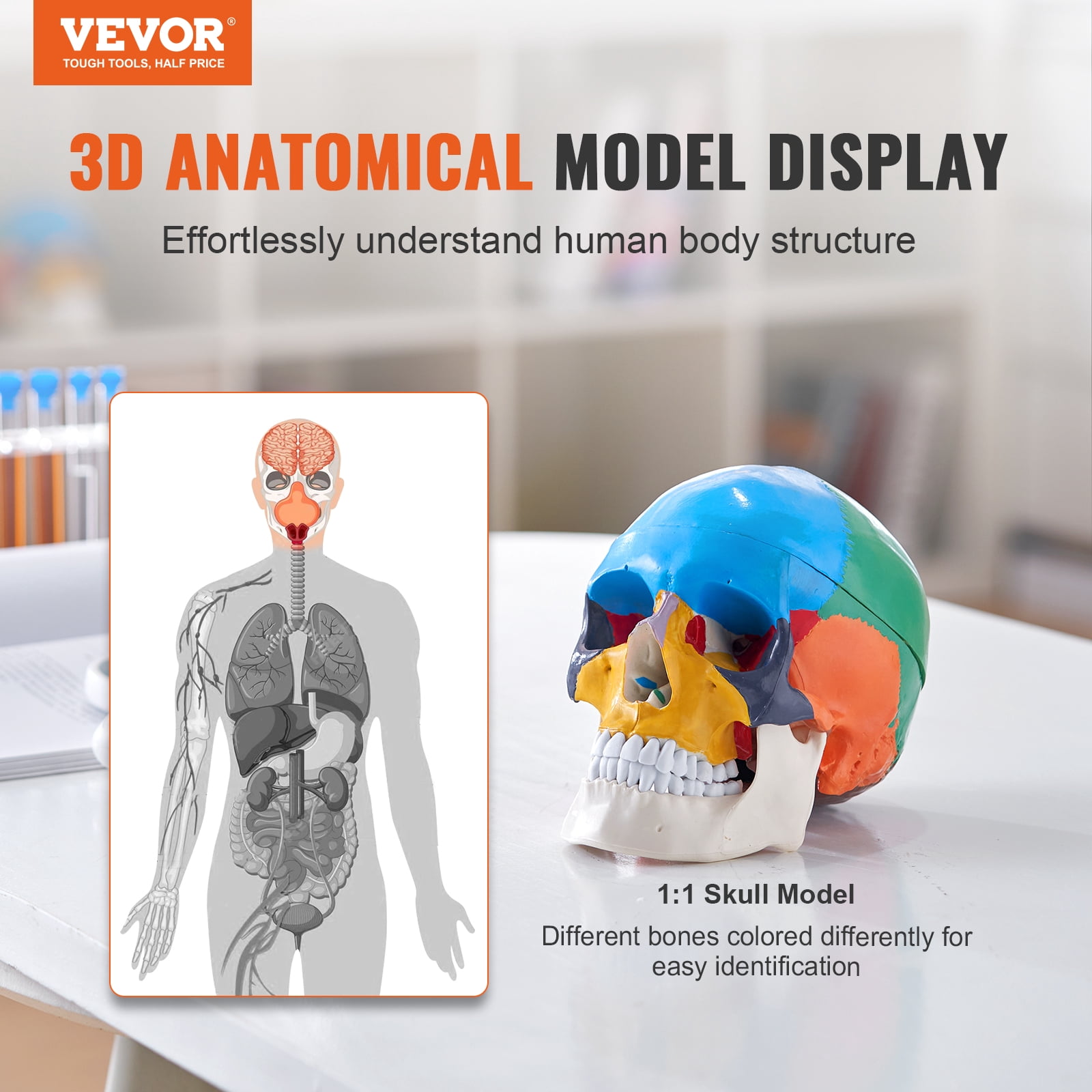 KFFKFF Human Skull Model Anatomical Skull Model 3 Parts 1:1 Colored Skeleton