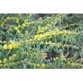 thumbnail image 4 of Blue Stem Goldenrod, 4 of 4