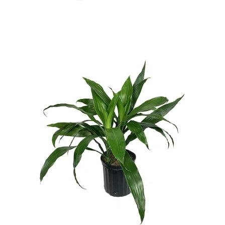 Dracaena Janet Craig - Live Plant in a 8 Inch Pot - Dracaena Deremensis 'Janet Craig' - Beautiful Low Light Indoor Houseplant
