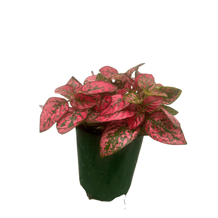 Red Splash Polka Dot Plant - Hypoestes - 3.5" Pot - Colorful House Plant