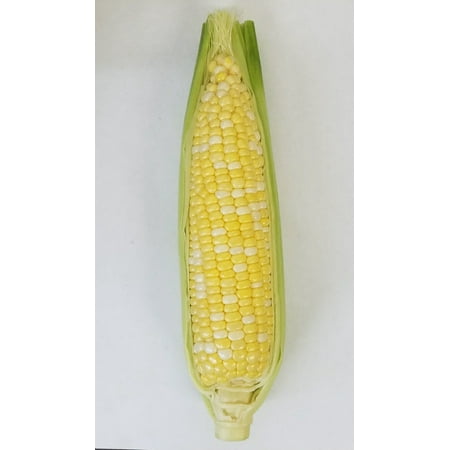 Fresh Corn on the Cob, color varies, each