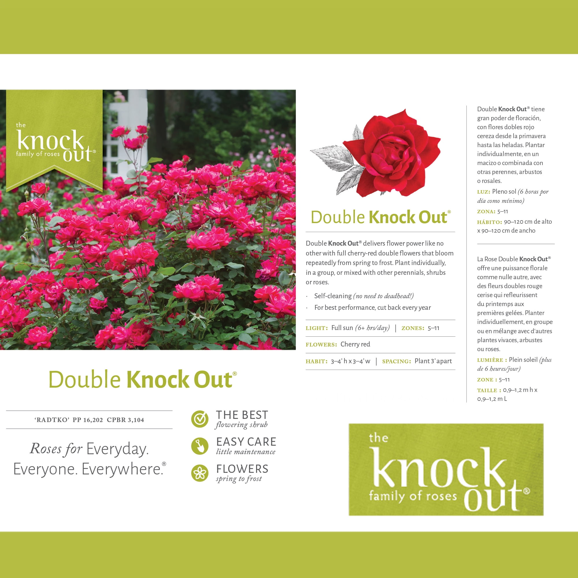 The Knock Out® Family of Roses 'The Red Double Knock Out® Rose' Live Shrub in 2-Gallon Grower Pot