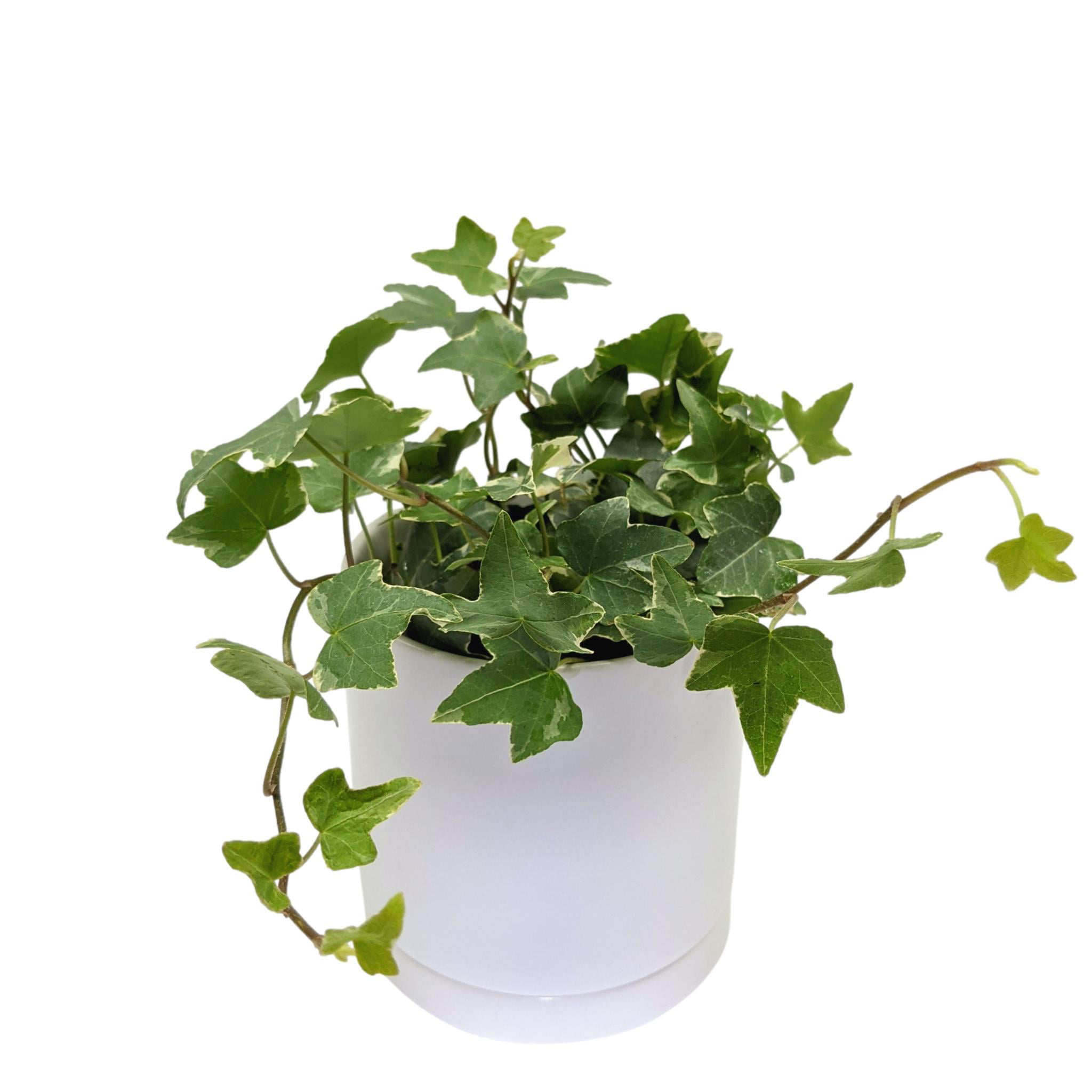 Artificial Ivy Plant Trailing Variegated Medium Leaf 32 Inches 