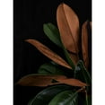 thumbnail image 3 of Urban Road 19x24 Black Modern Framed Museum Art Print Titled - New Leaf, 3 of 5