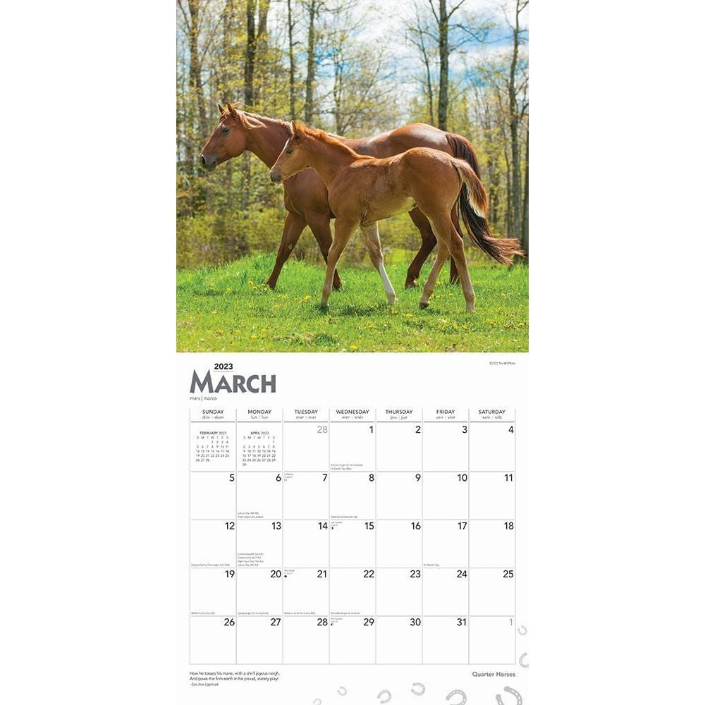 Quarter Horses | 2023 12 x 24 Inch Monthly Square Wall Calendar | BrownTrout | Animals Equestrian, 9781975449063, 1975449061, Paperback, Square Wall 12x12 edition