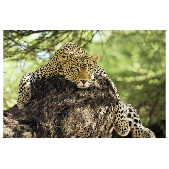 Great BIG Canvas | "African Leopards Glare" Art Print - 48x32