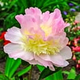thumbnail image 2 of Raspberry Sundae Peony Dormant Bare Root Perennial Plants, 3-Pack, 2 of 3