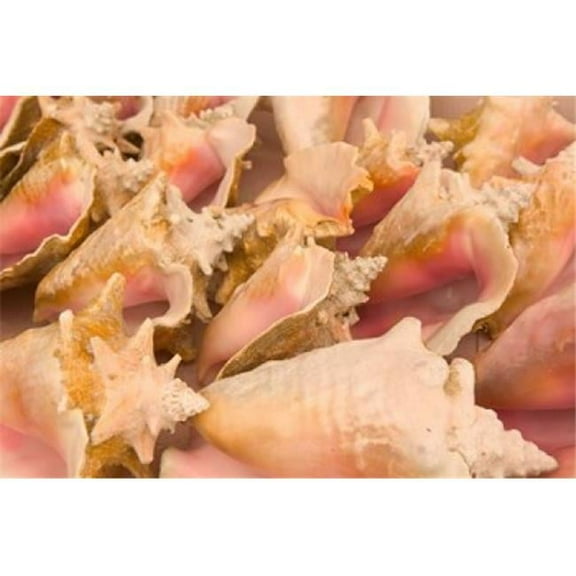 Conch Shells Blue Hill Beach Turks & Caicos Caribbean Poster Print by Walter Bibikow - 26 x 17 in.