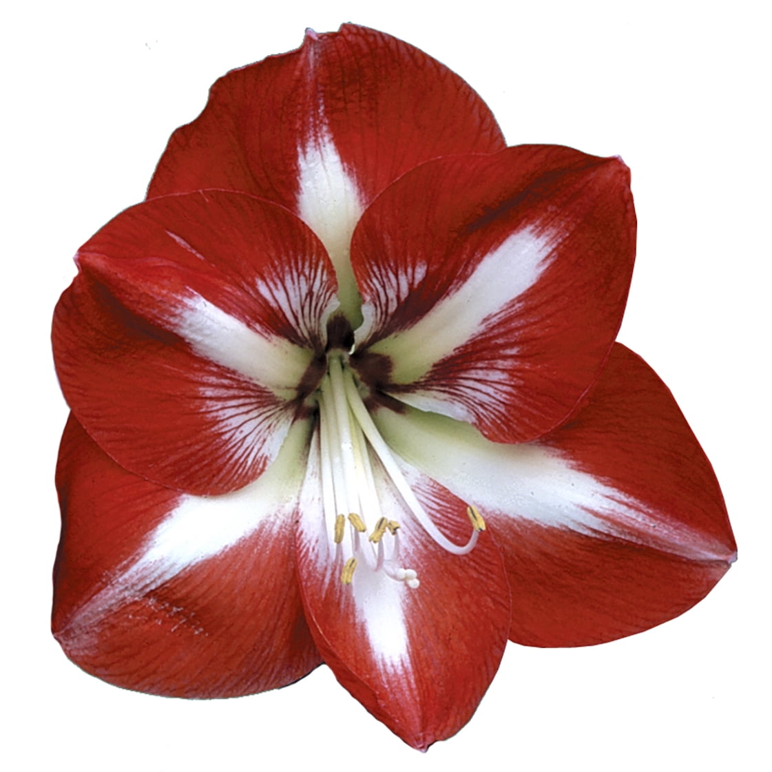 EuroBlooms Amaryllis Stargazer Live Plant in 6 Inch Silver Pot, Red and White Blooms
