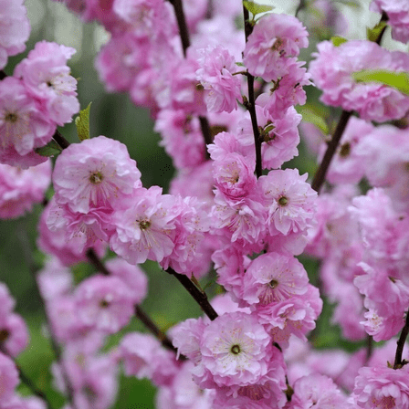 Pink Almond Flowering Plant, Live Dormant Ornamental Plant, Pink Blossoms, 8–10'' Tall