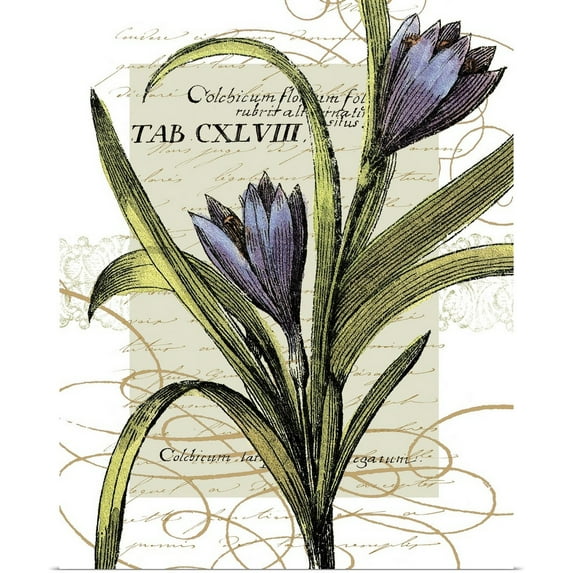 Great BIG Canvas | "Florilegium II" Art Print - 16x20