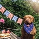 thumbnail image 4 of Paquete de 2 bandanas para perros del 4 de julio, suministros para fiestas para perros del Día de la Independencia, bufanda triangular para mascotas, pañuelo para la cabeza para mascotas, 4 of 5