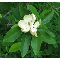 Sweet Bay Magnolia Tree Magnolia Virginiana 20 Live Plants Beautiful Ornamental Specimen