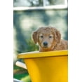 thumbnail image 2 of Horton, Janet 23x32 White Modern Wood Framed Museum Art Print Titled - Ten week old Red Golden Retriever puppy-sitting in a wheelbarrow-PR, 2 of 4