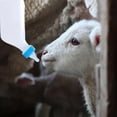 thumbnail image 5 of Goat Milk Feeding Bottle with Soft Nipple - 500ml & 800ml Plastic Lamb Feeder for Baby Goats, Calves, Piglets, Puppies, Kittens, 5 of 9